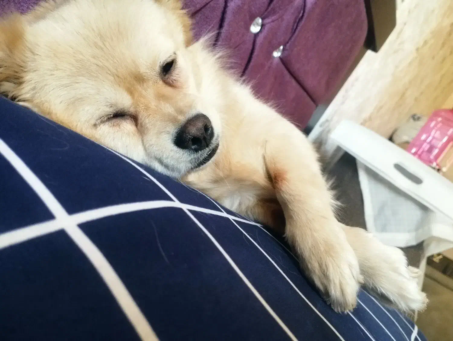 سگ پامر اشپیتز|سگ|شهریار, رضی آباد بالا|دیوار