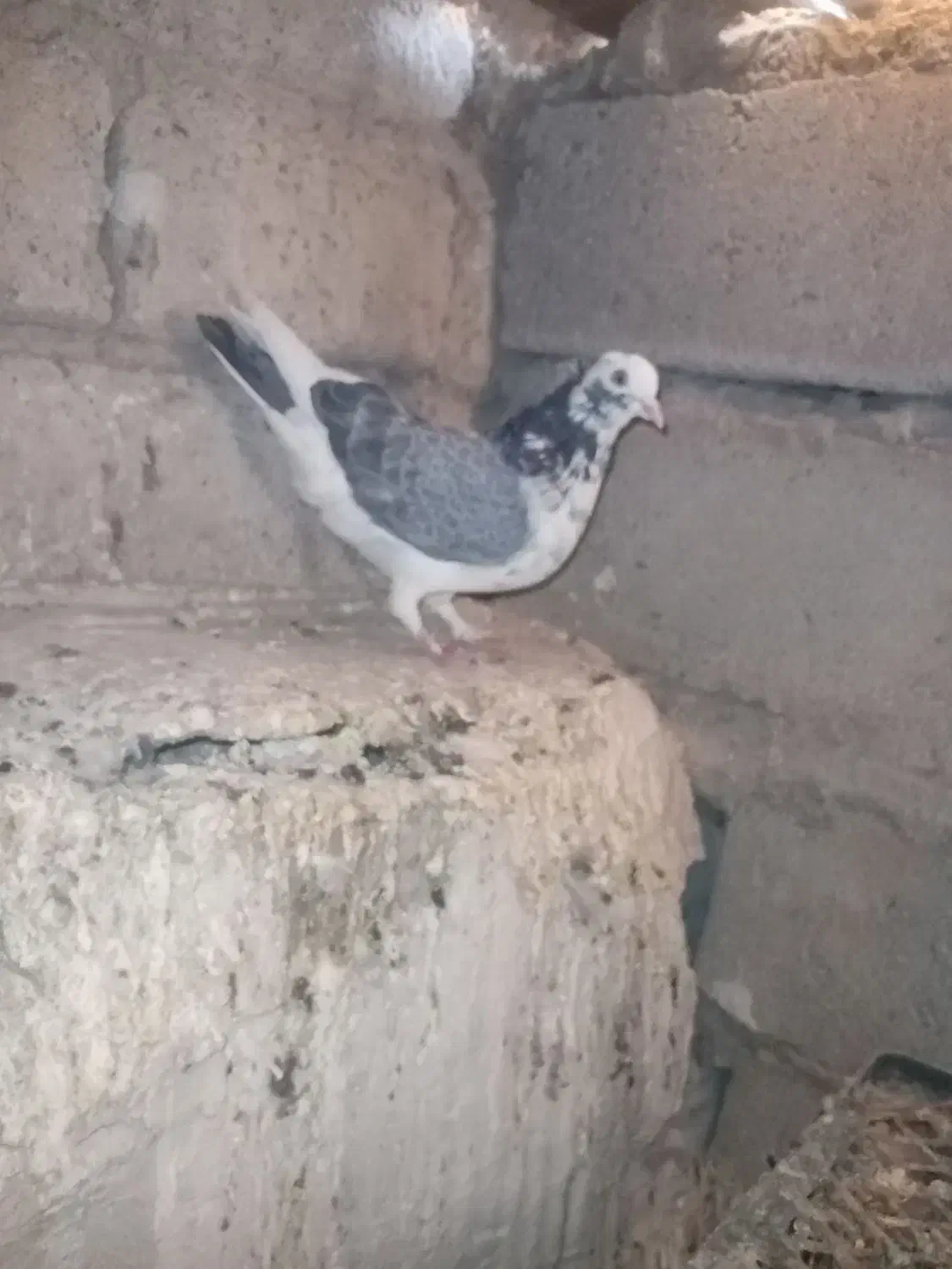 کبوتر فروشی|پرنده|مهاباد (آذربایجان غربی), |دیوار
