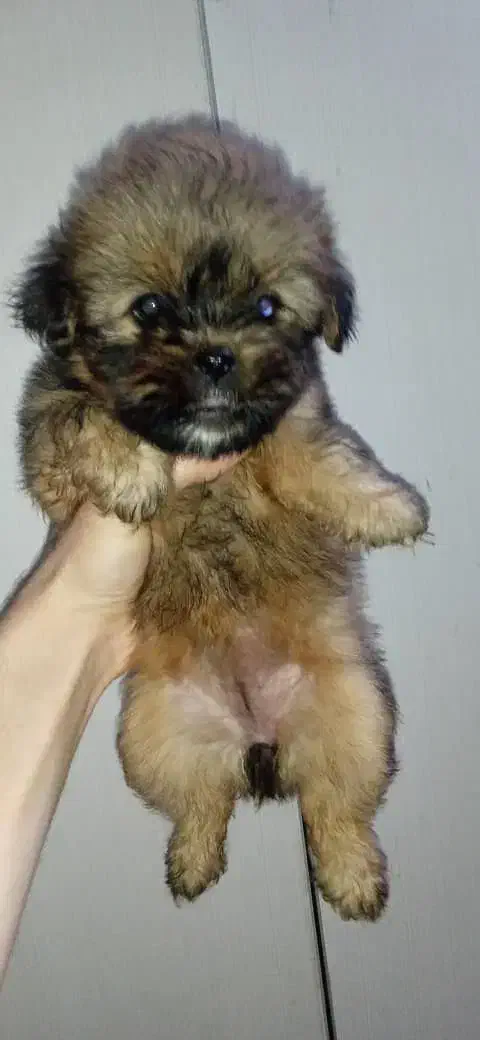 پت های شیتزو شیرخواره|سگ|ساری, |دیوار