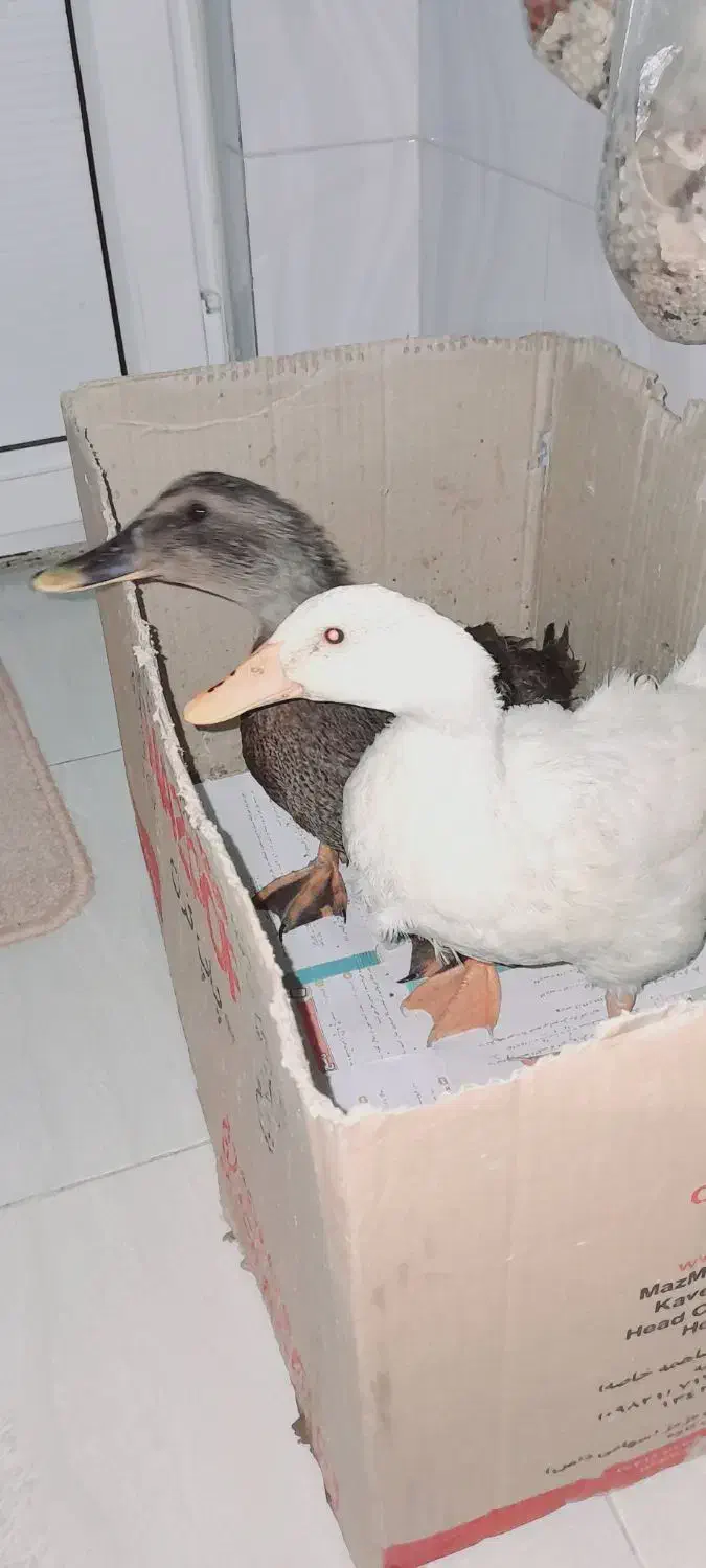 دو عدد اردک|پرنده|کوهدشت, |دیوار