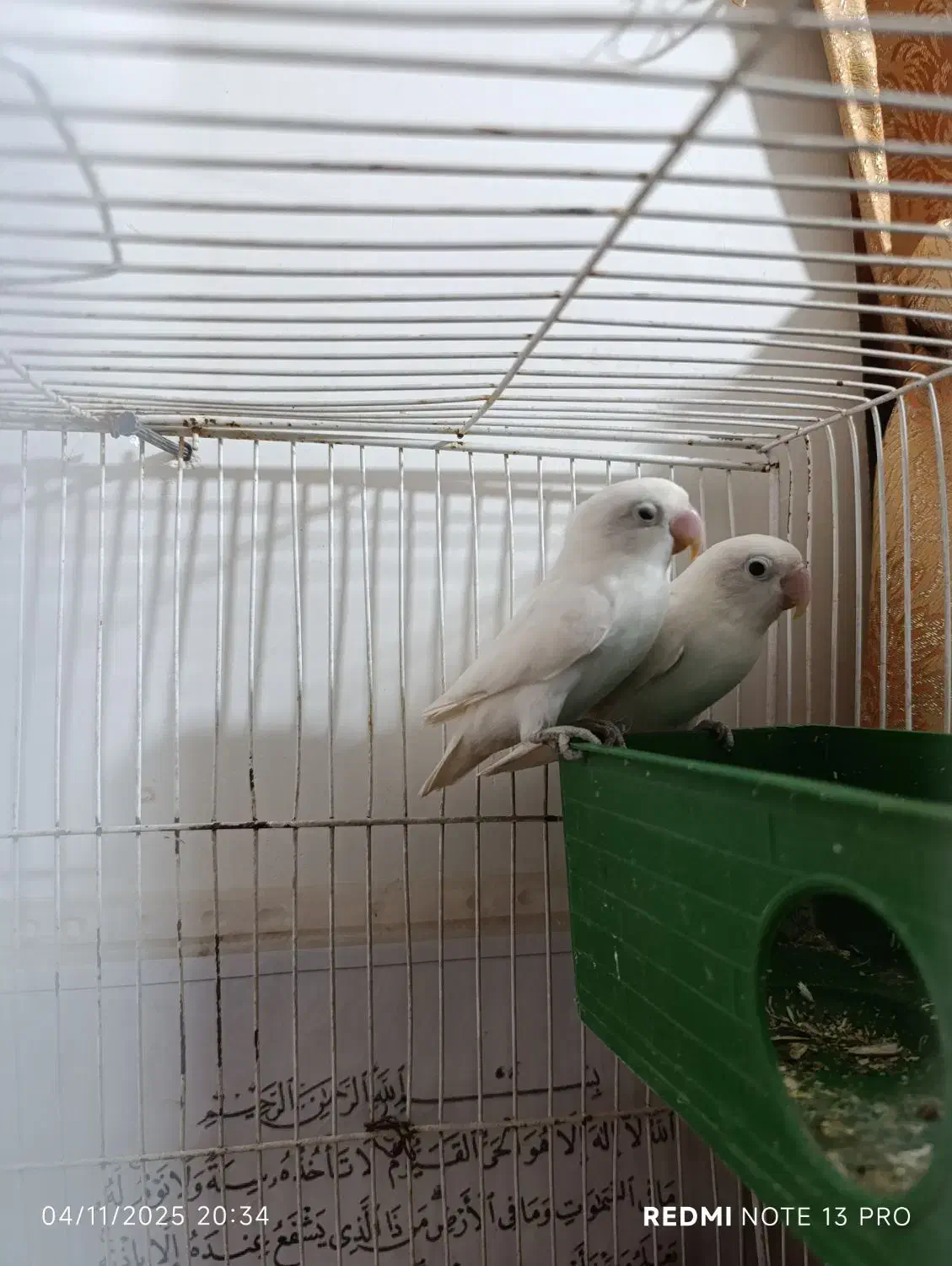 کوتوله فروشی|پرنده|ایرانشهر, |دیوار