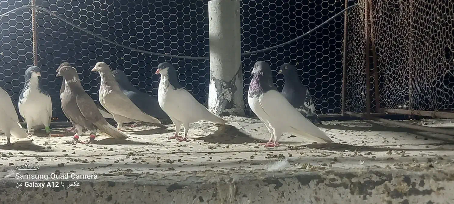 فروش کبوتر هوایی دونه ای ۵۰۰هزارتومان|پرنده|شیراز, شهرک مهرگان|دیوار