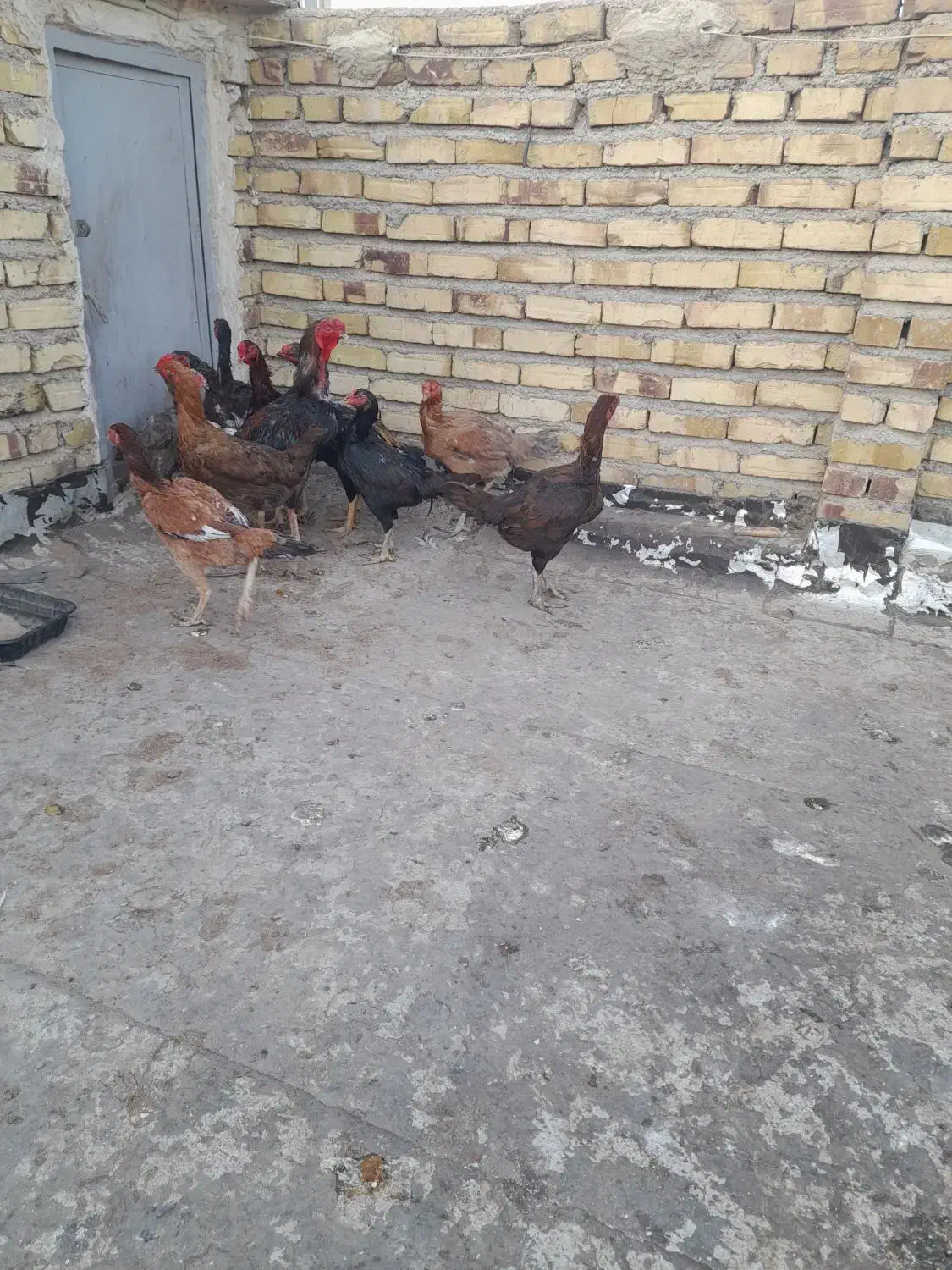 لاری مرغ و خروس و فریک و تخم لاری|حیوانات مزرعه|تاکستان, |دیوار