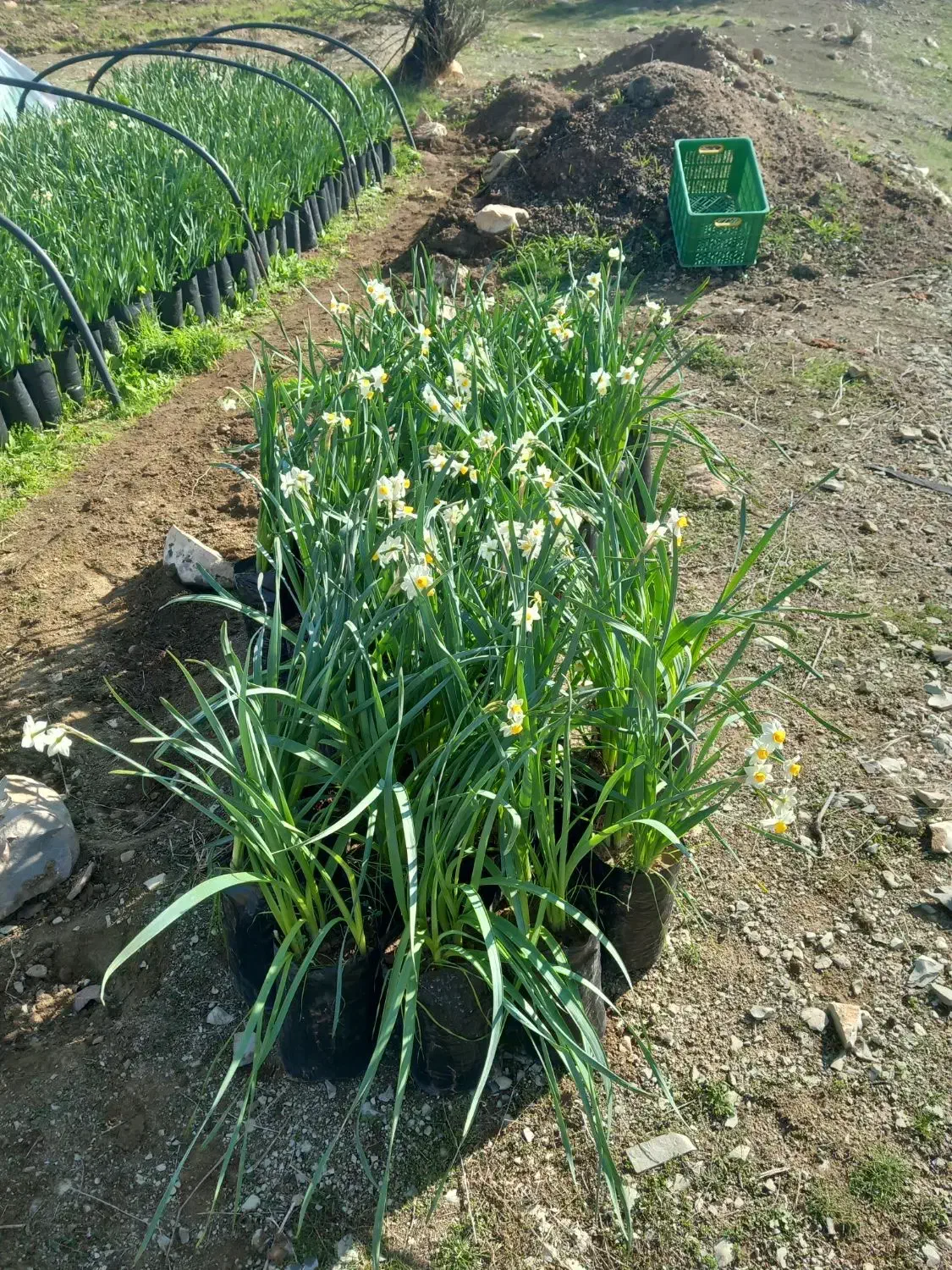 فروش پیاز گل نرگس وگلدان نرگس قبل از گل دادن|گل و گیاه طبیعی|معمولان, |دیوار