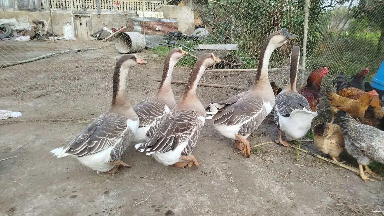 قو غاز فروشی|حیوانات مزرعه|چاف و چمخاله, |دیوار