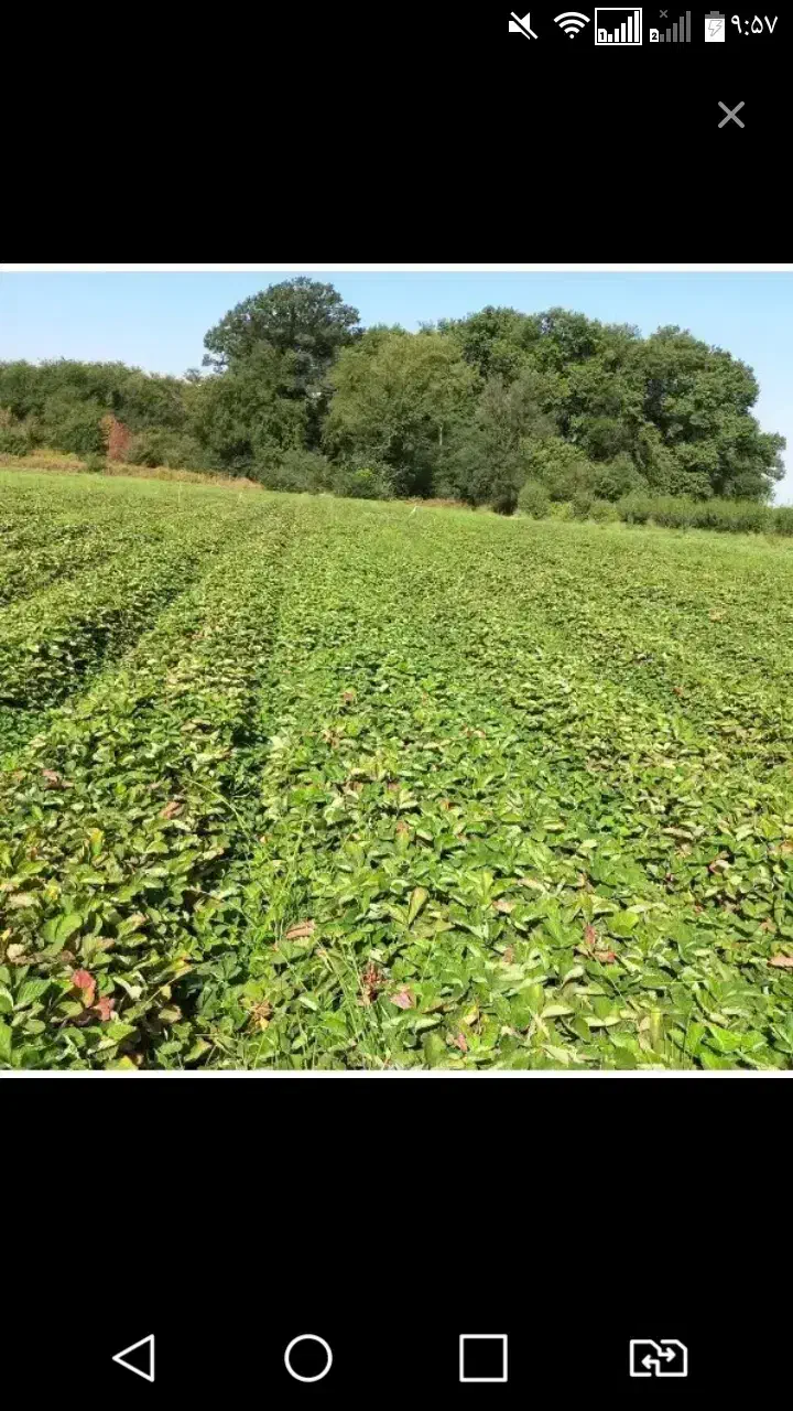 نشاتوت فرنگی|خدمات باغبانی و درختکاری|نورآباد ممسنی, |دیوار