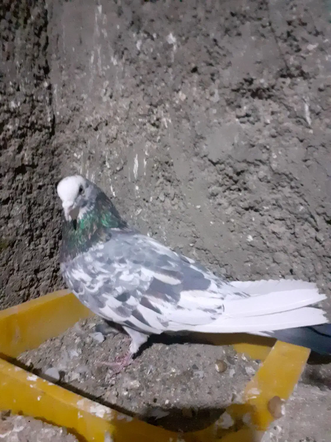 سرورپرشی|پرنده|اصفهان, جلفا|دیوار