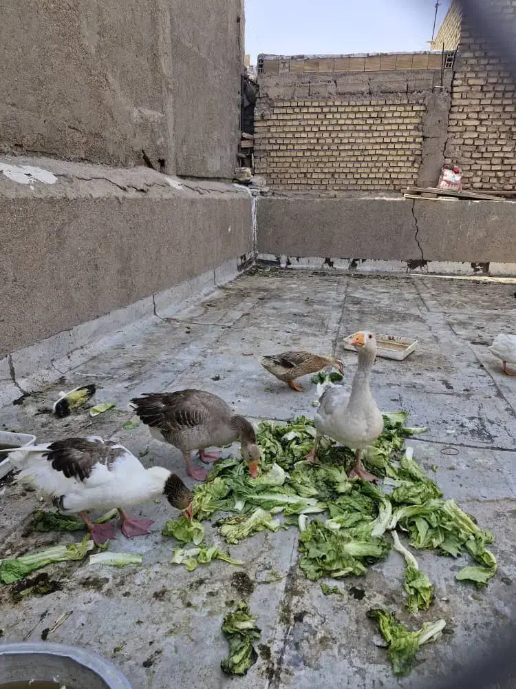 فروش غاز و اردک|حیوانات مزرعه|آبادان, |دیوار