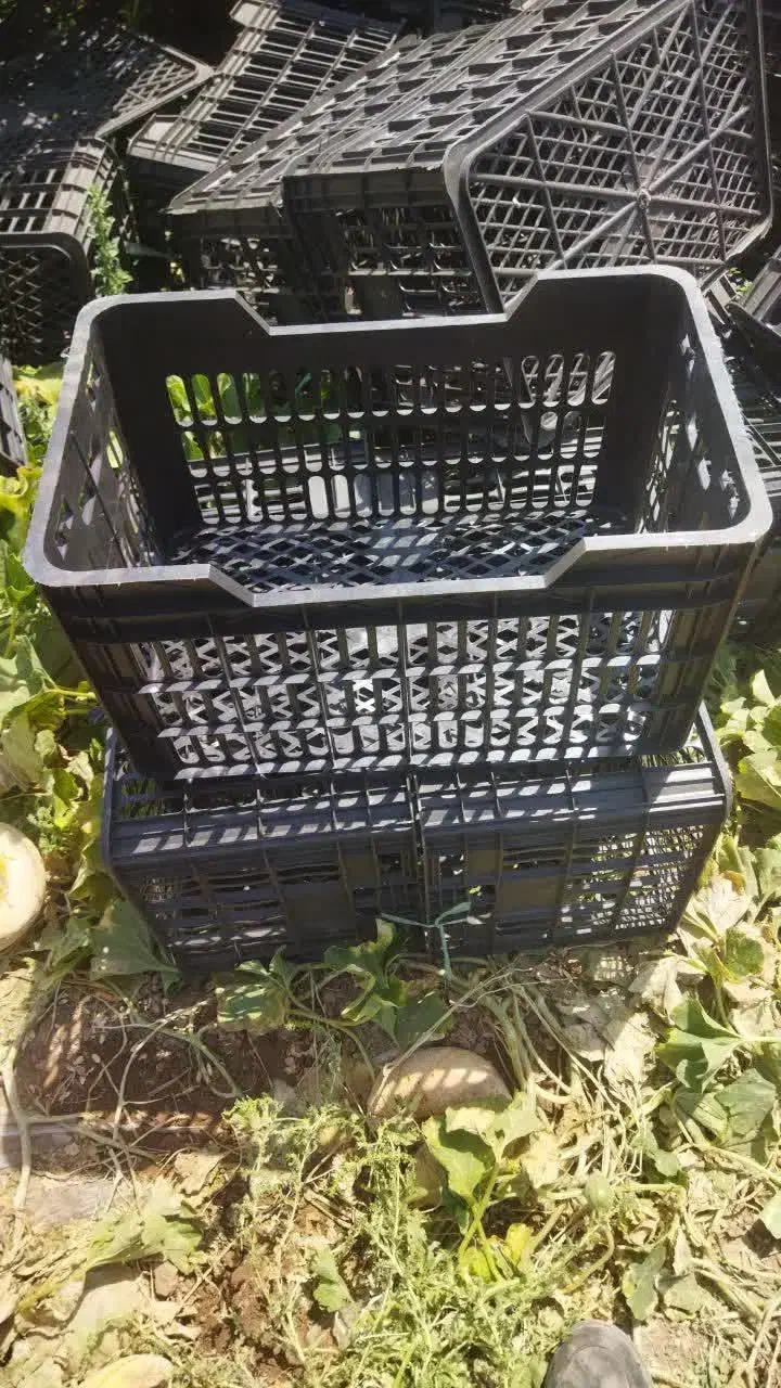 سبد ۲۲ کیلویی|عمدهفروشی|هلیلان, |دیوار