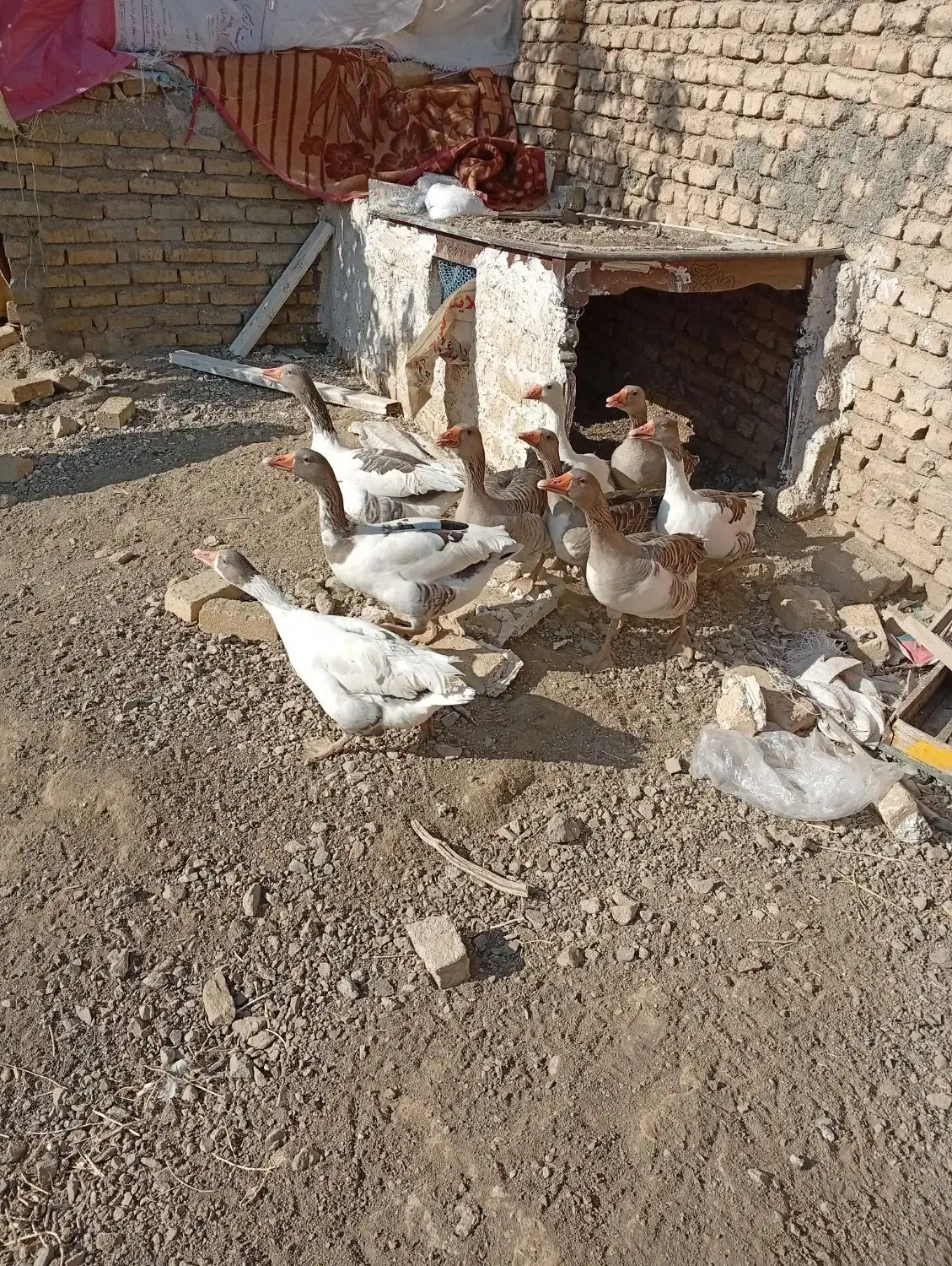 9تا غاز جوان و سالم|حیوانات مزرعه|بروجرد, |دیوار