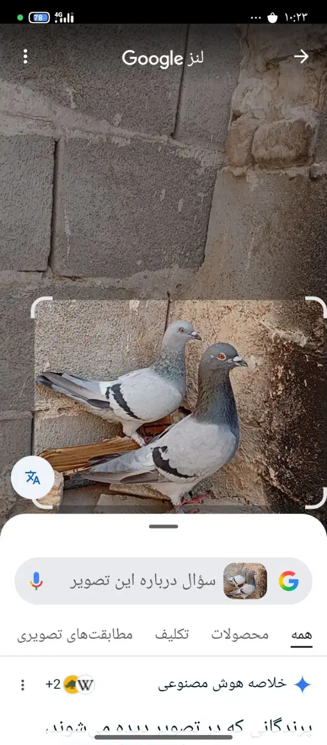 کبوتر سبز کوهی|پرنده|تهران, جیحون|دیوار