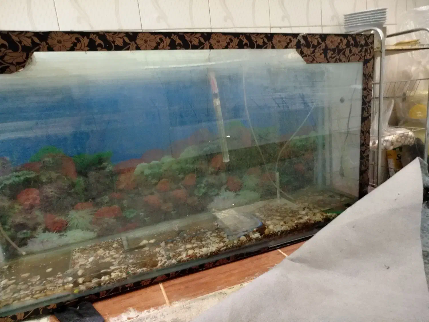 آکواریوم بزرگ|ماهی|بروجرد, |دیوار