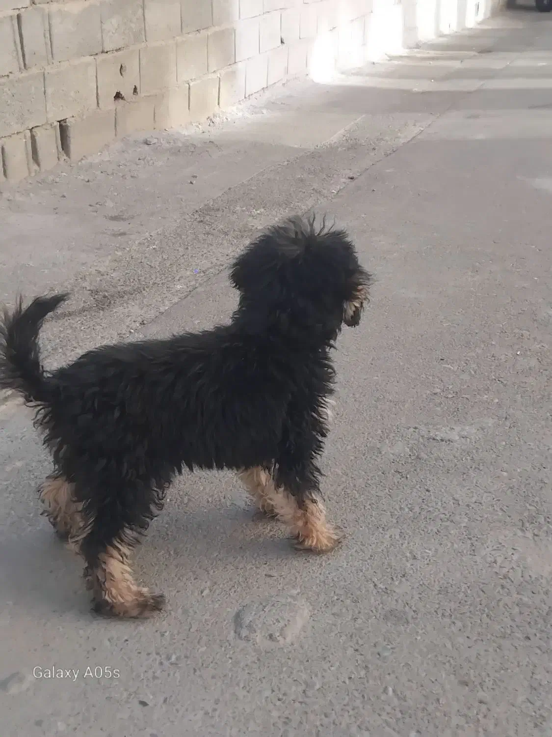 سگ خانگی|سگ|تهران, شهران شمالی|دیوار