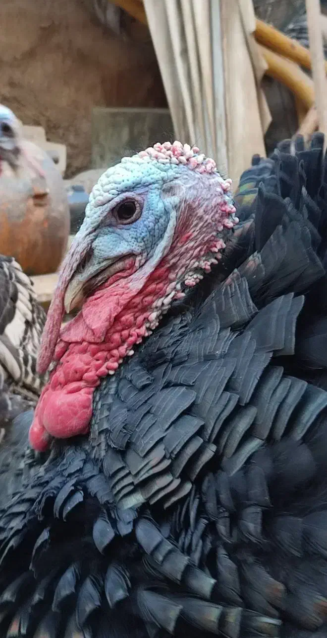 بوقلمون،خروس محلی،مرغ و خروس سلطان|حیوانات مزرعه|شیراز, شهرک قمشه|دیوار