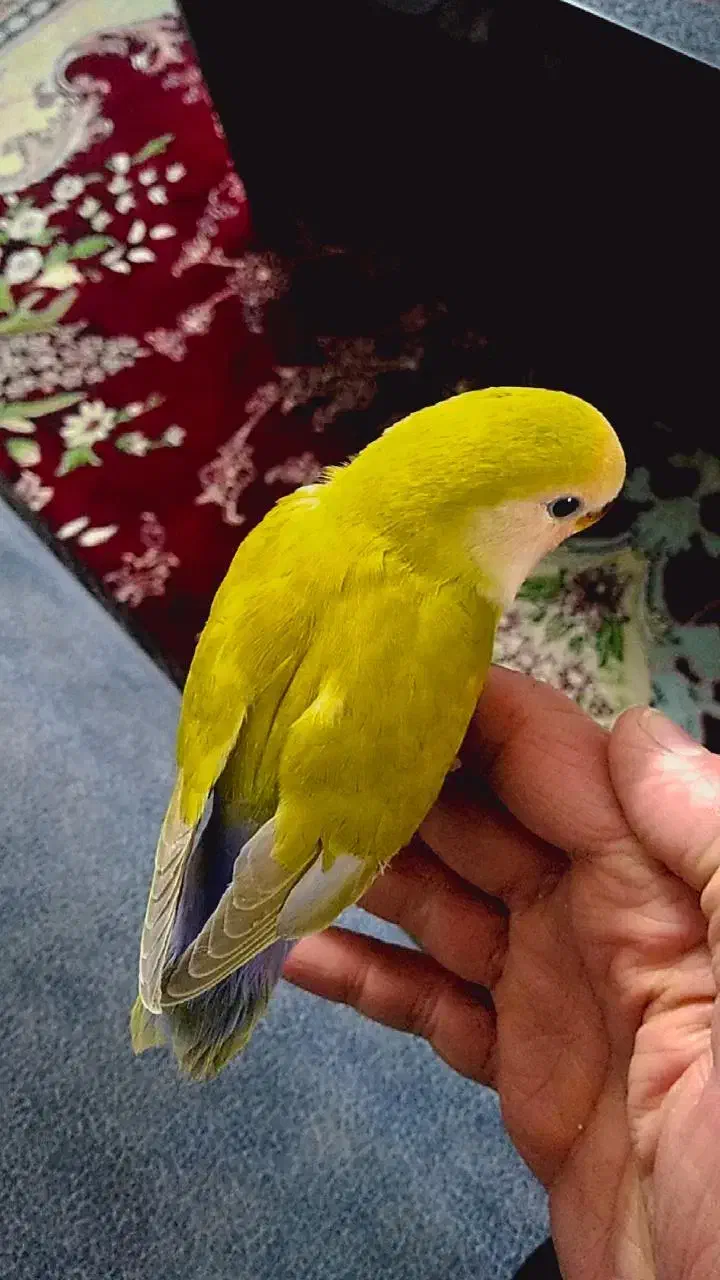 طوطی برزیلی|پرنده|اصفهان, منتظرالمهدی|دیوار