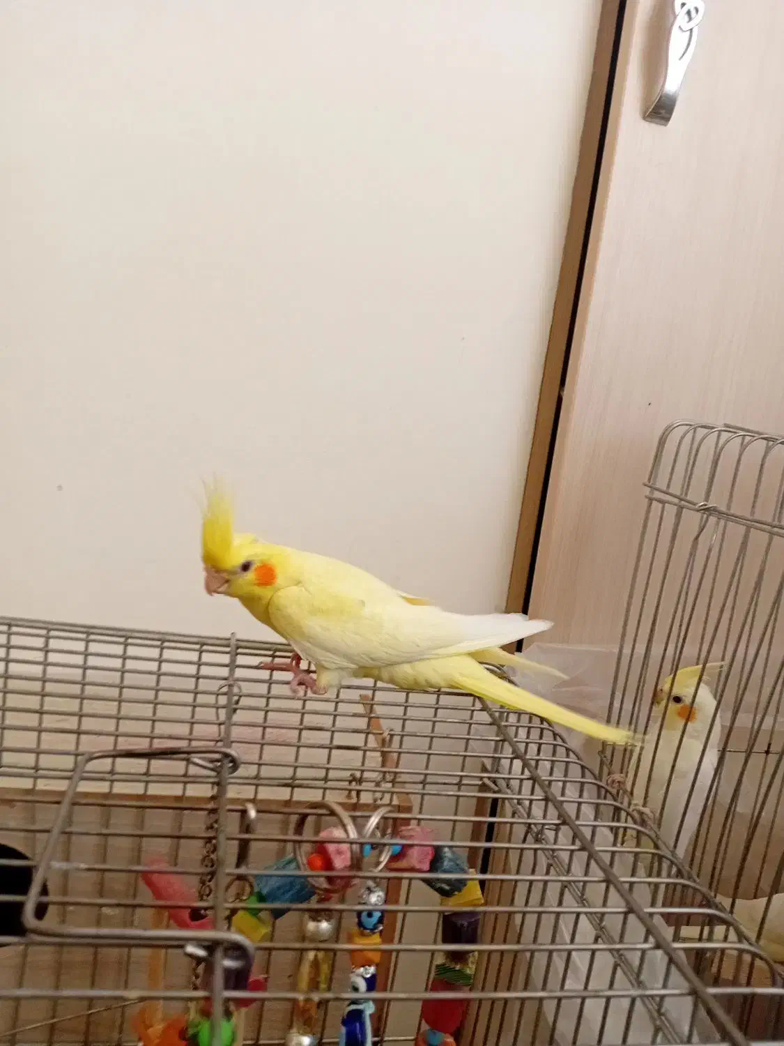 عروس هلندی لوتینو خال زعفرانی فول رام|پرنده|قدس, شهرقدس|دیوار