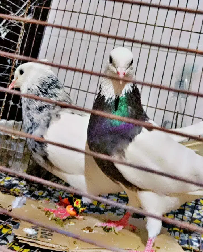 کفتر طوقی شازده|پرنده|شیراز, نارنجستان|دیوار