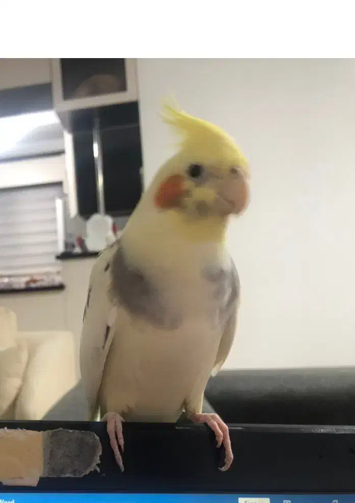 پرنده طوطی عروس هلندی سخنگو دلبندم گمشده|پرنده|ساری, |دیوار