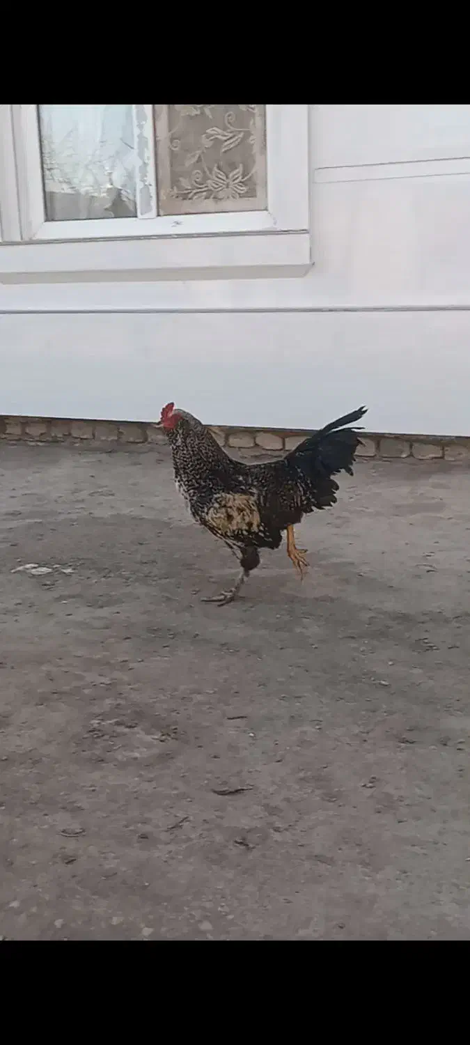 خروس نژاد دار|حیوانات مزرعه|اسفرورین, |دیوار