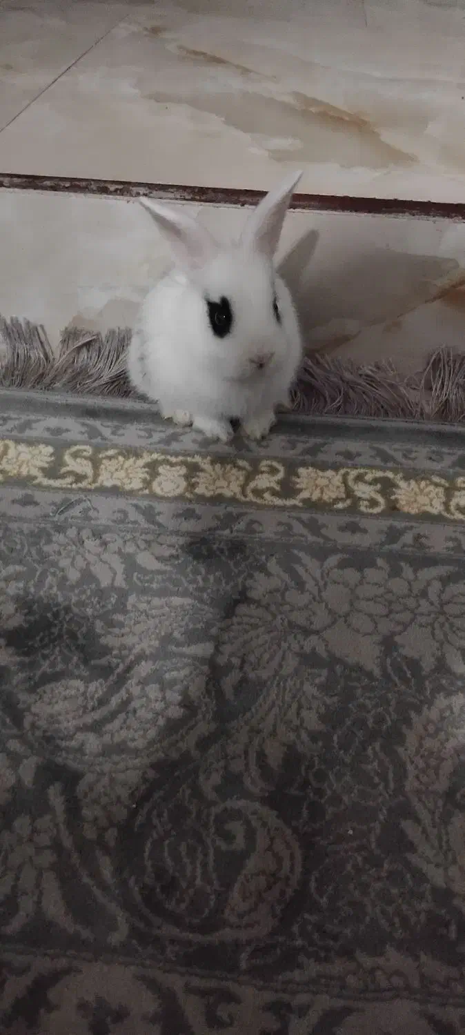 خرگوش ۷ ماهه|موش و خرگوش|قرچک, میرزائی جنوبی|دیوار