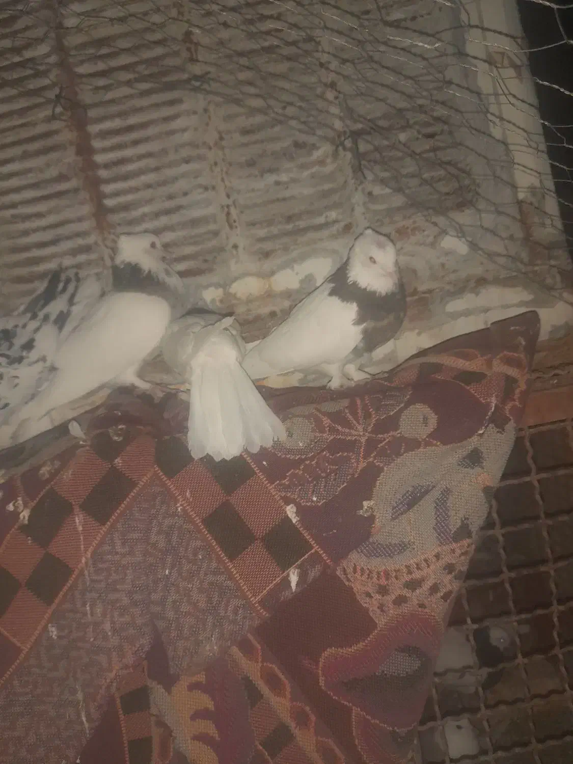 کبوتر ،کفتر|پرنده|شهرآباد, |دیوار