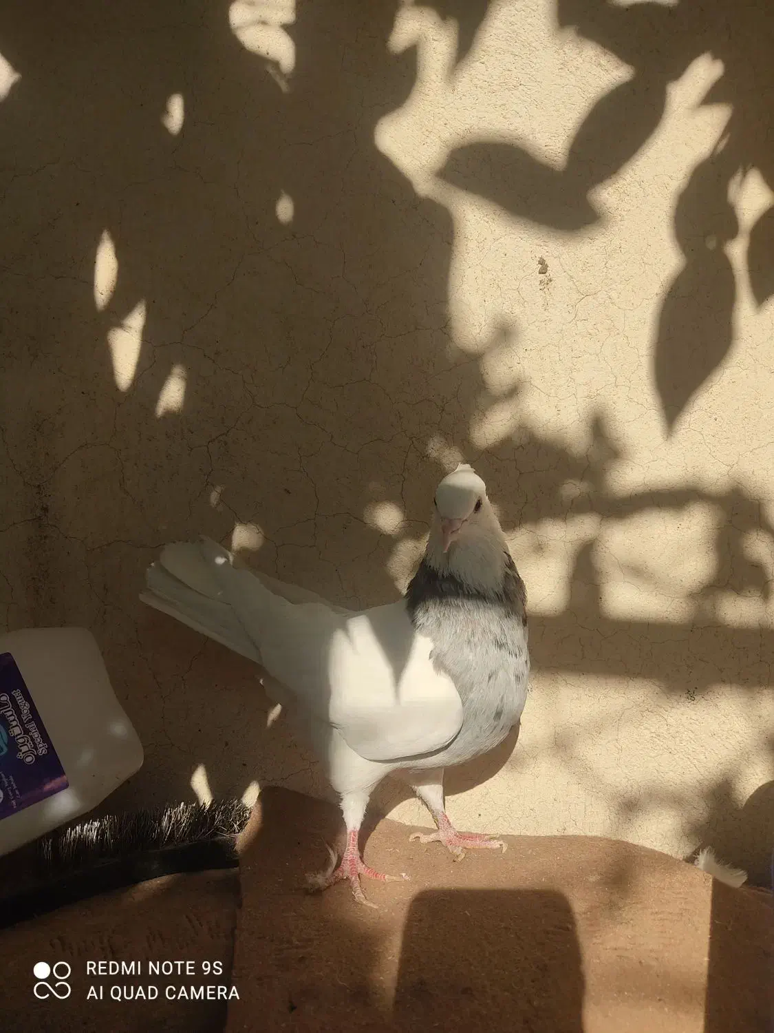 معاوظه با طوق زرد ماده|پرنده|مرودشت, دولت آباد|دیوار