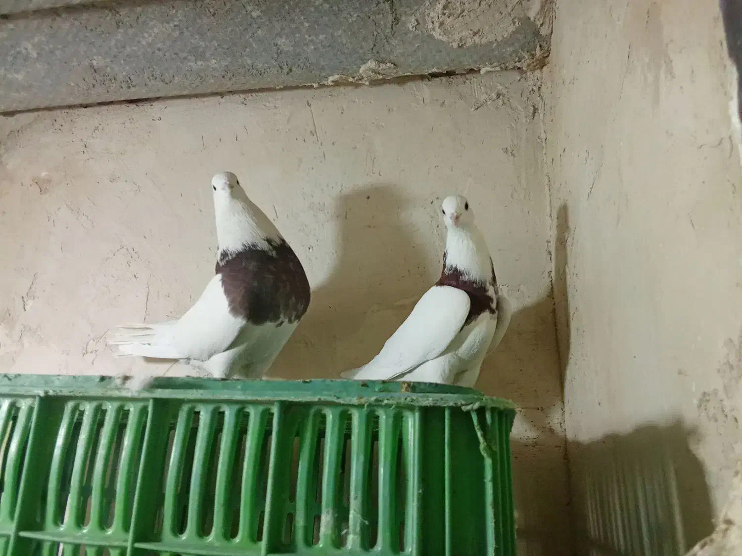 کبوتر طوقی وسرور|پرنده|باغستان, |دیوار