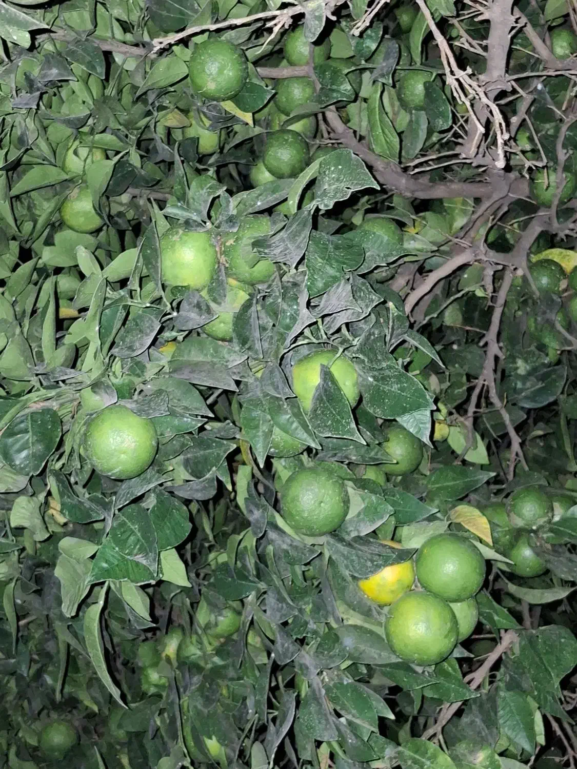 فروش نارنج روی درخت|خوردنی و آشامیدنی|قائم‌شهر, |دیوار