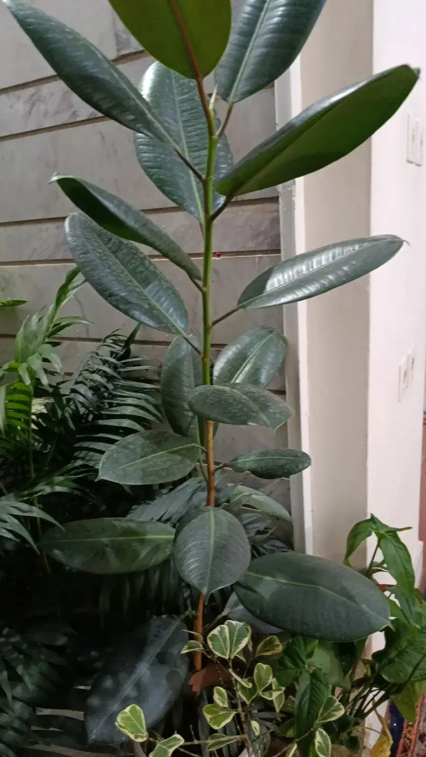 گلهای خانگی|گل و گیاه طبیعی|شیراز, شهرک والفجر|دیوار