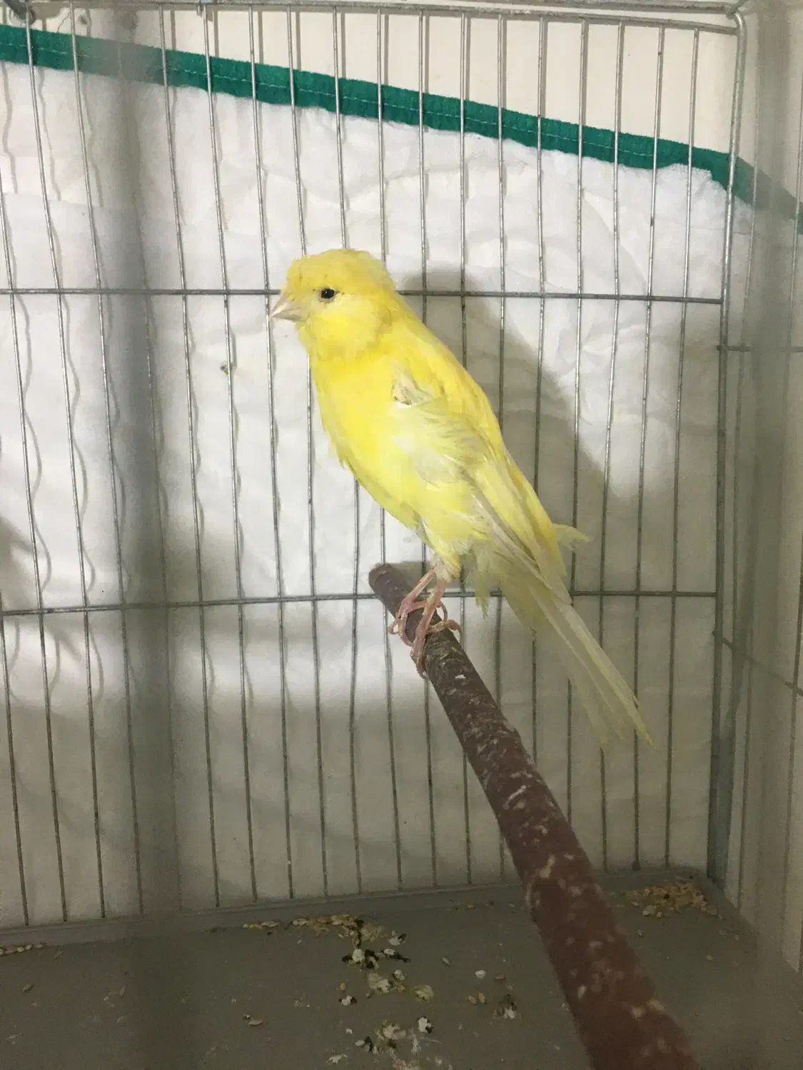 قناری ماده سوپری|پرنده|تهران, جوادیه تهرانپارس|دیوار