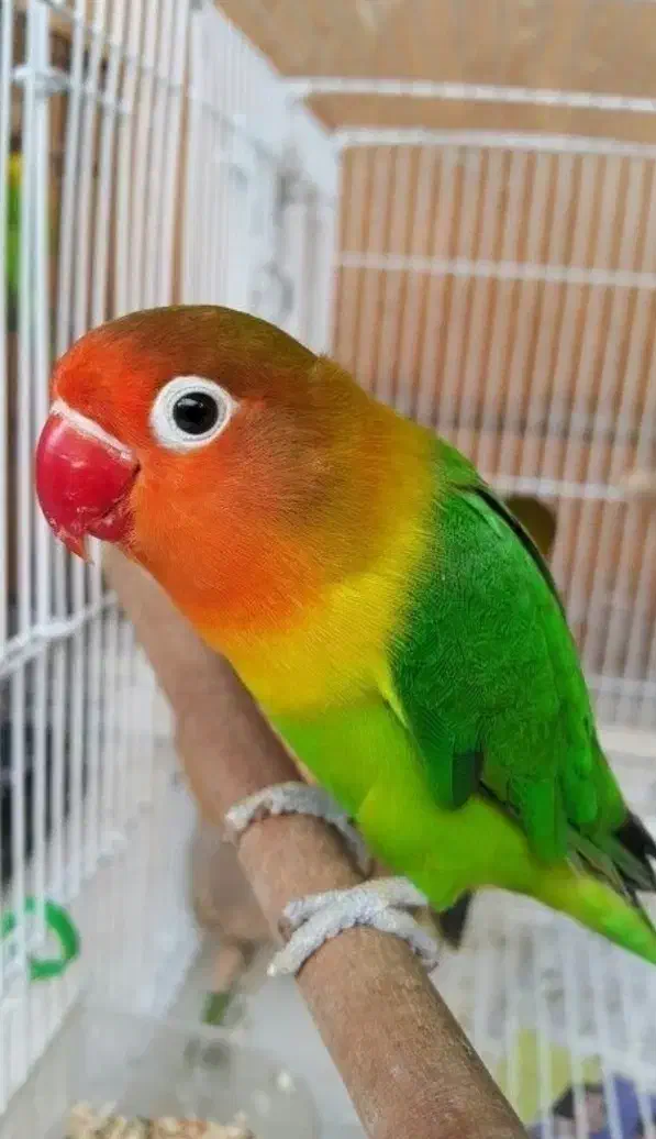 طوطی برزیلی|پرنده|تهران, مسعودیه|دیوار