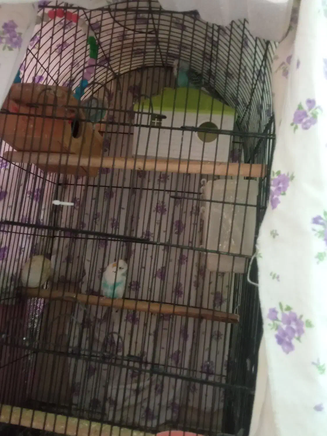 مرغ عشق|پرنده|تهران, امام حسین|دیوار