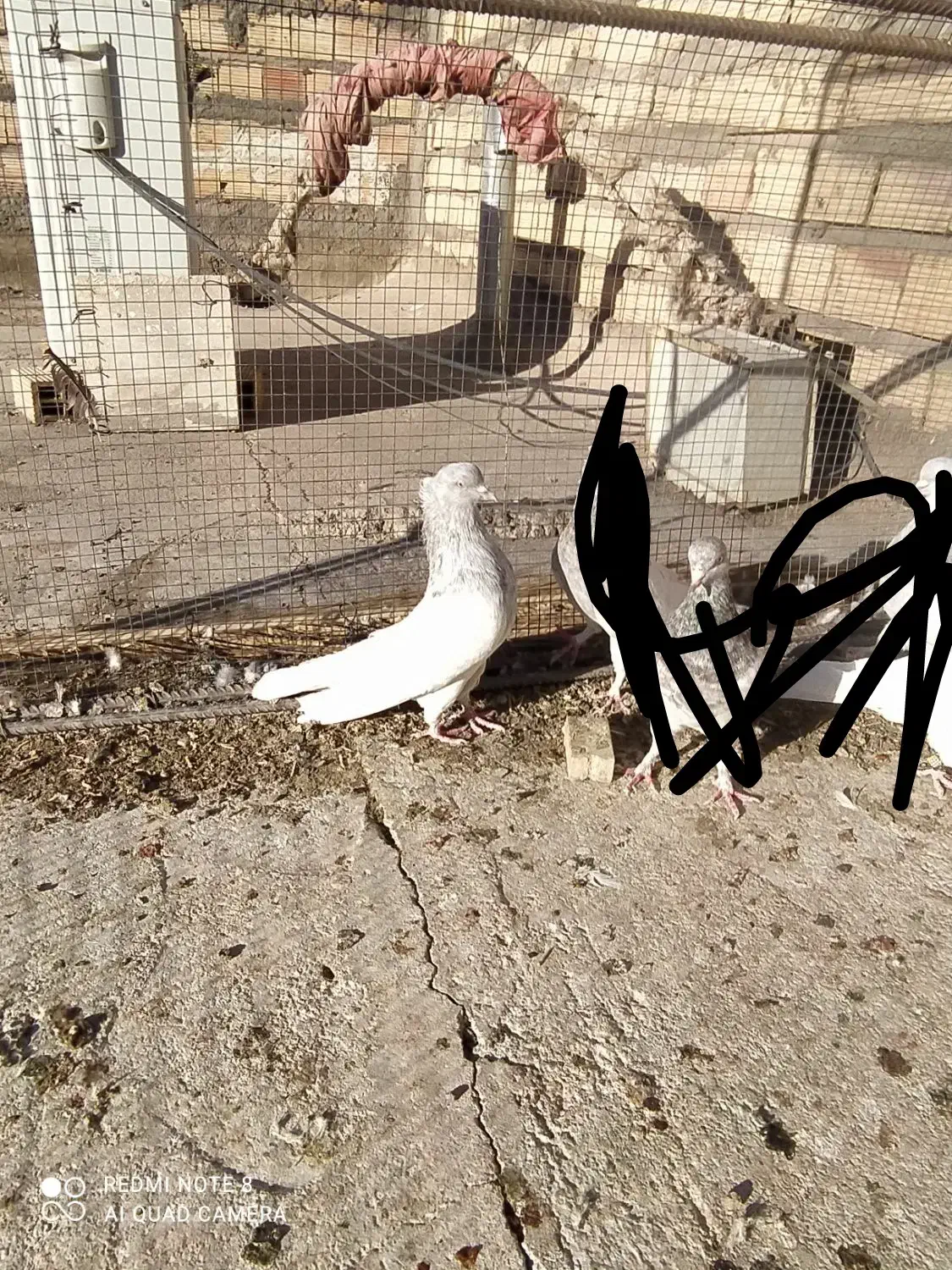 کله الماسی نر عروسک معامله با پشتدار ماده|پرنده|بم, |دیوار