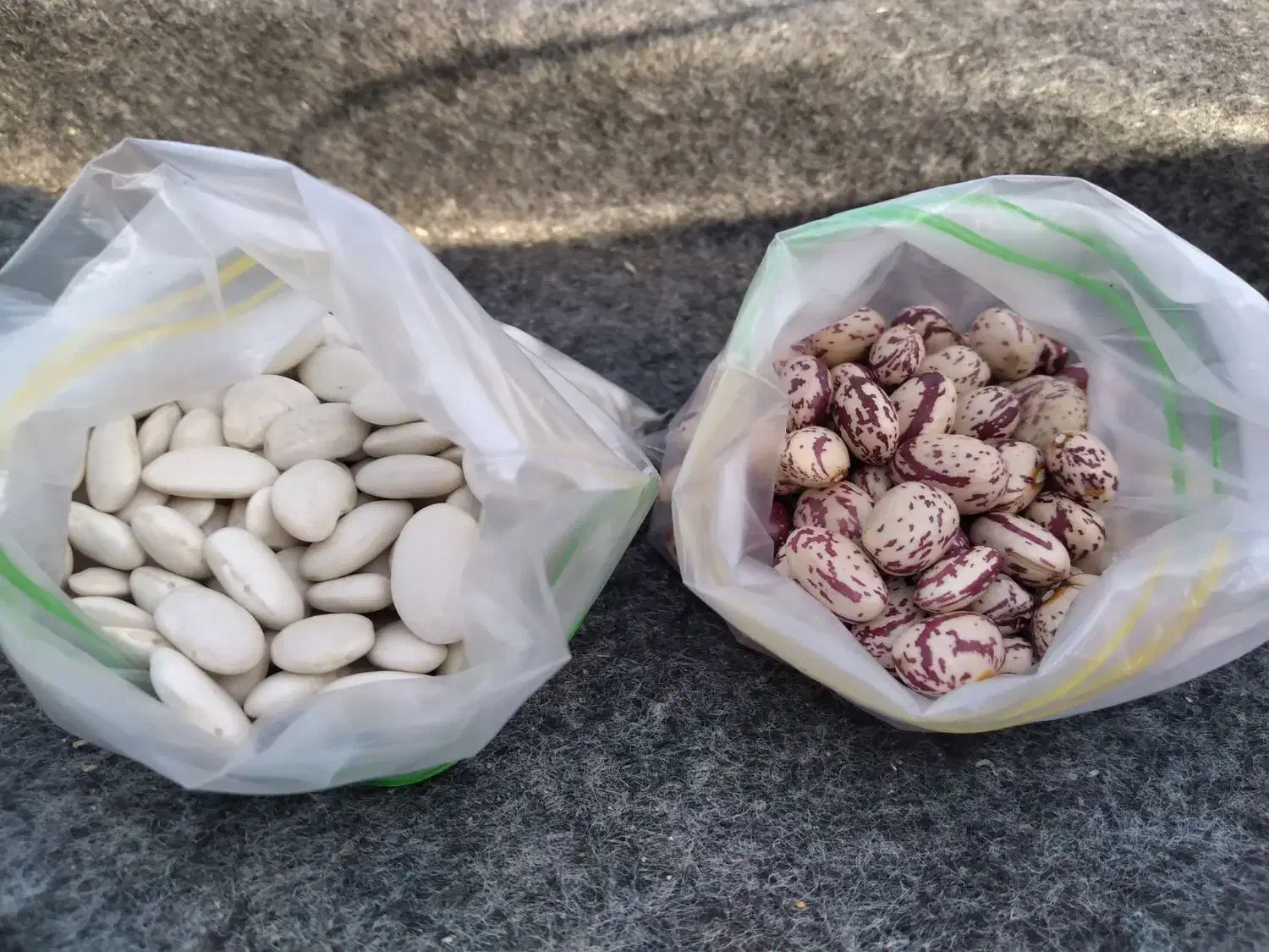 لوبیاچیتی تازه اردبیل عمده|خوردنی و آشامیدنی|بهارستان, |دیوار