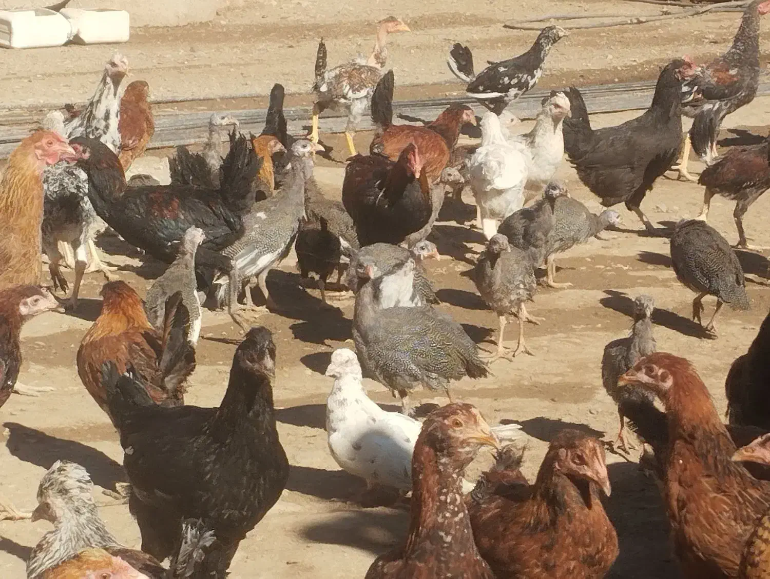 وارگ وکلشیر کوردی|حیوانات مزرعه|حمیل, |دیوار