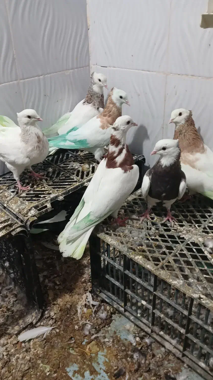 طوقی|پرنده|یاسوج, |دیوار