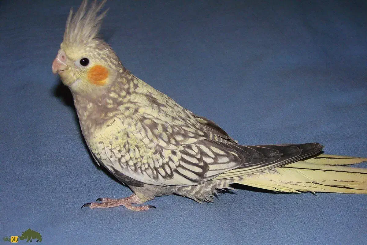 عروس هلندی،ماده|حیوانات|پاکدشت, پاکدشت (مامازند)|دیوار