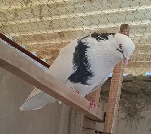 کفتر نر تیکه پاره گمشده|پرنده|قرچک, شهرک الحدید|دیوار