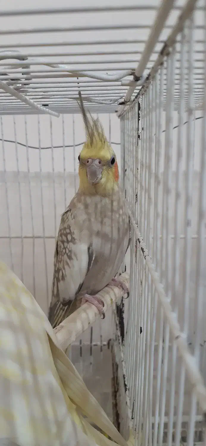 عروس هلندی ماده|پرنده|رامسر, |دیوار