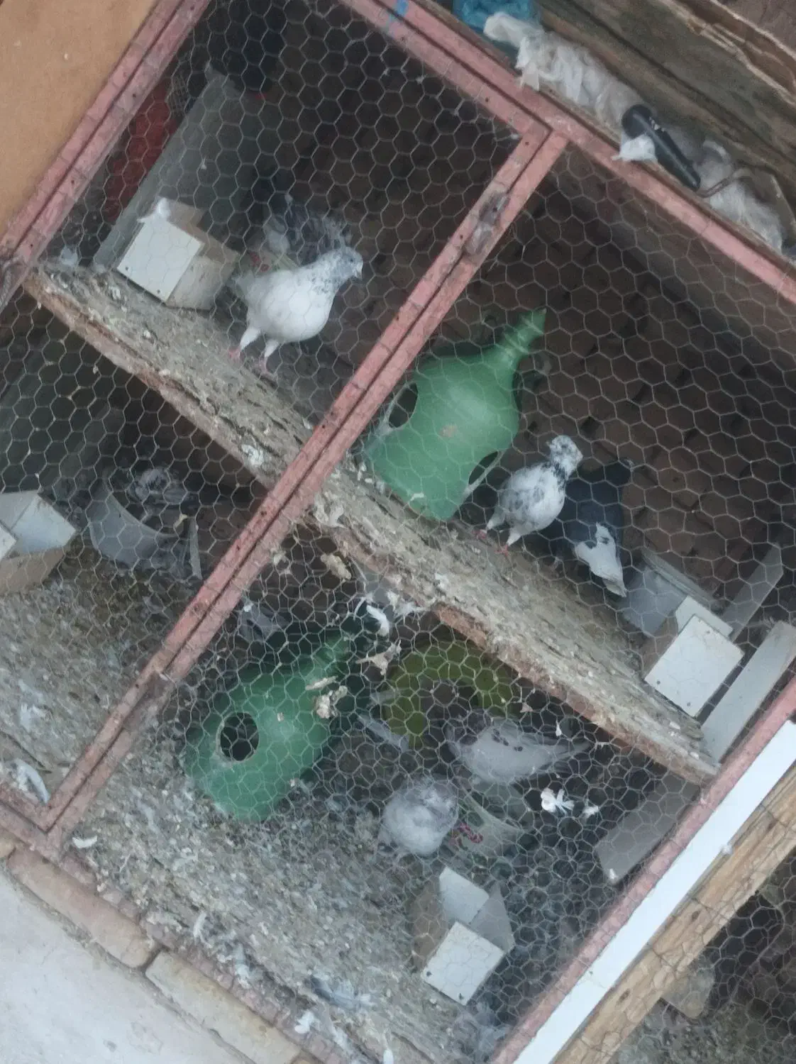 کفتر های پرشی ساعتی|پرنده|بافق, |دیوار