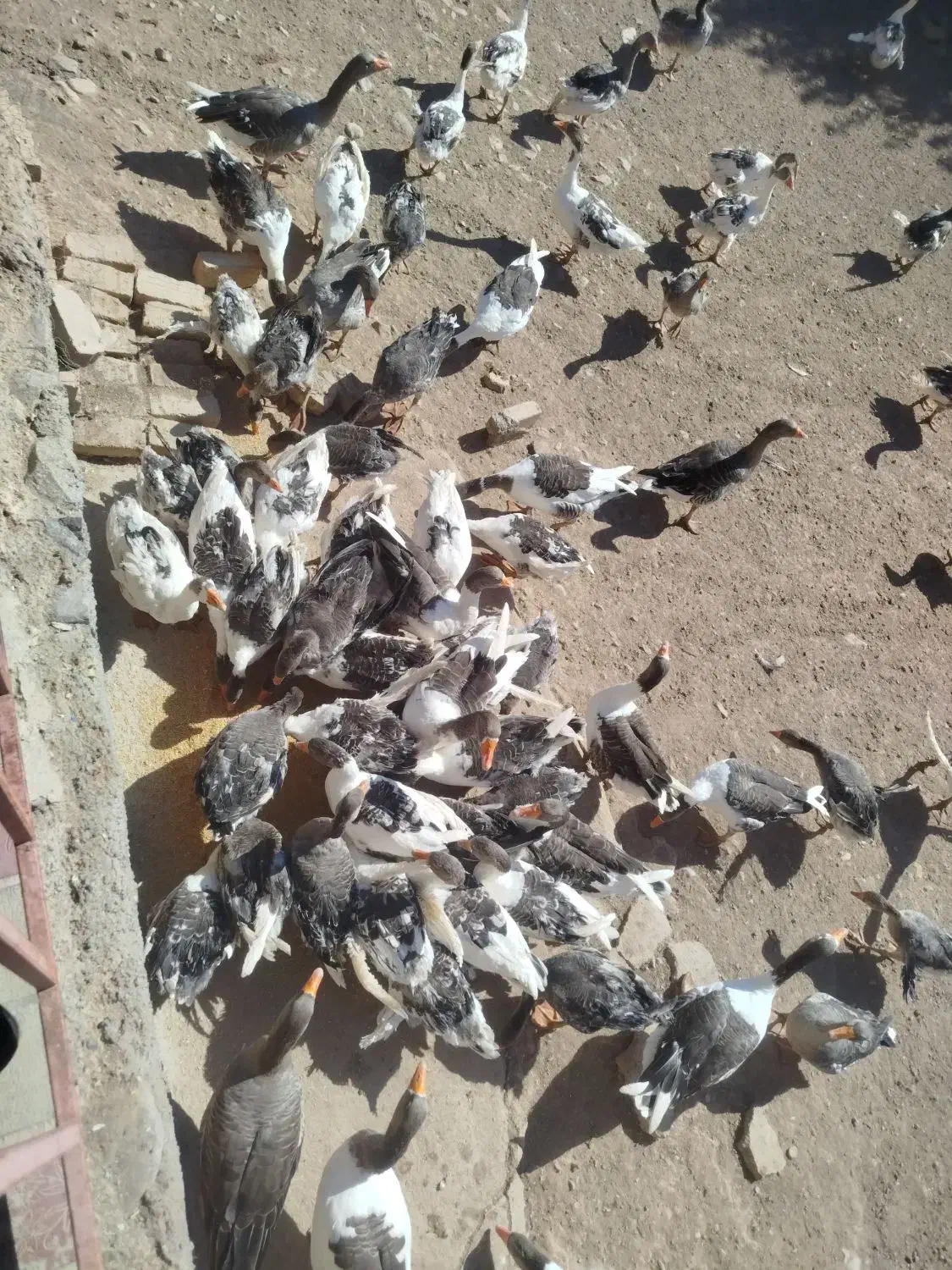 غاز|حیوانات مزرعه|میانه, |دیوار