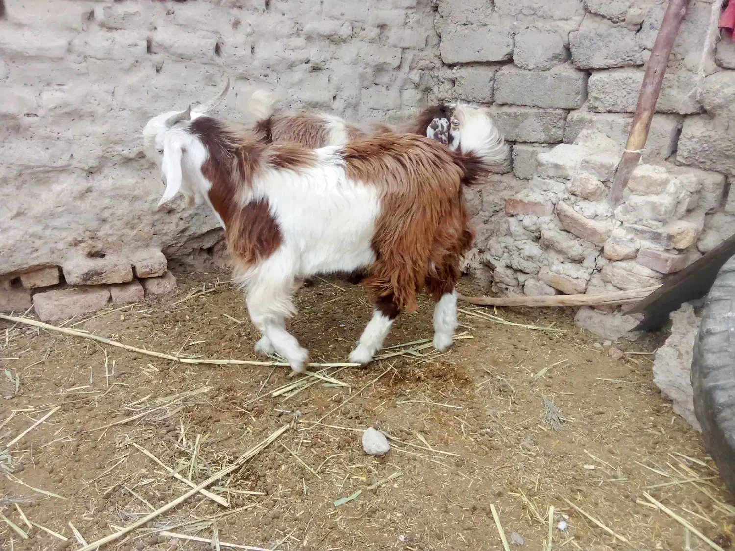 بره|حیوانات مزرعه|نیمروز, |دیوار