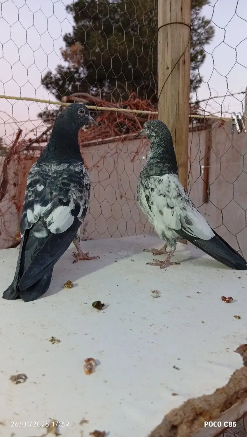 کبوتر جوجه،مفلق تیدی|پرنده|شاهینشهر, کوی مهدیه|دیوار