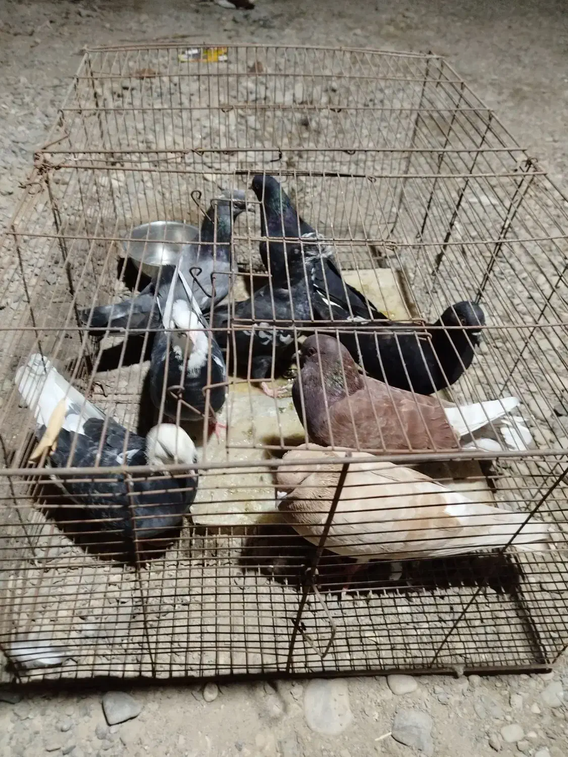 دونه 200 هزار تومن|پرنده|بند زرک, |دیوار