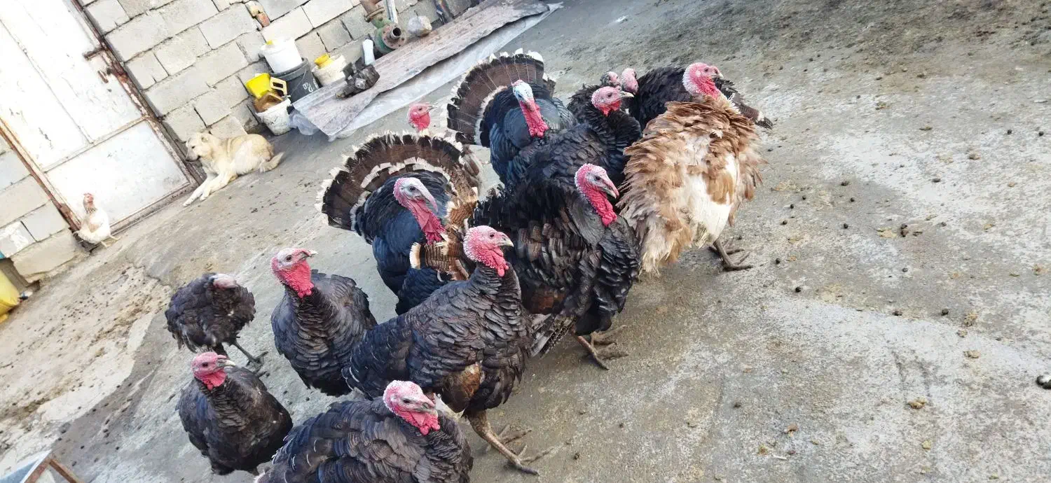 بوقلمون کوردی|حیوانات مزرعه|کامیاران, |دیوار