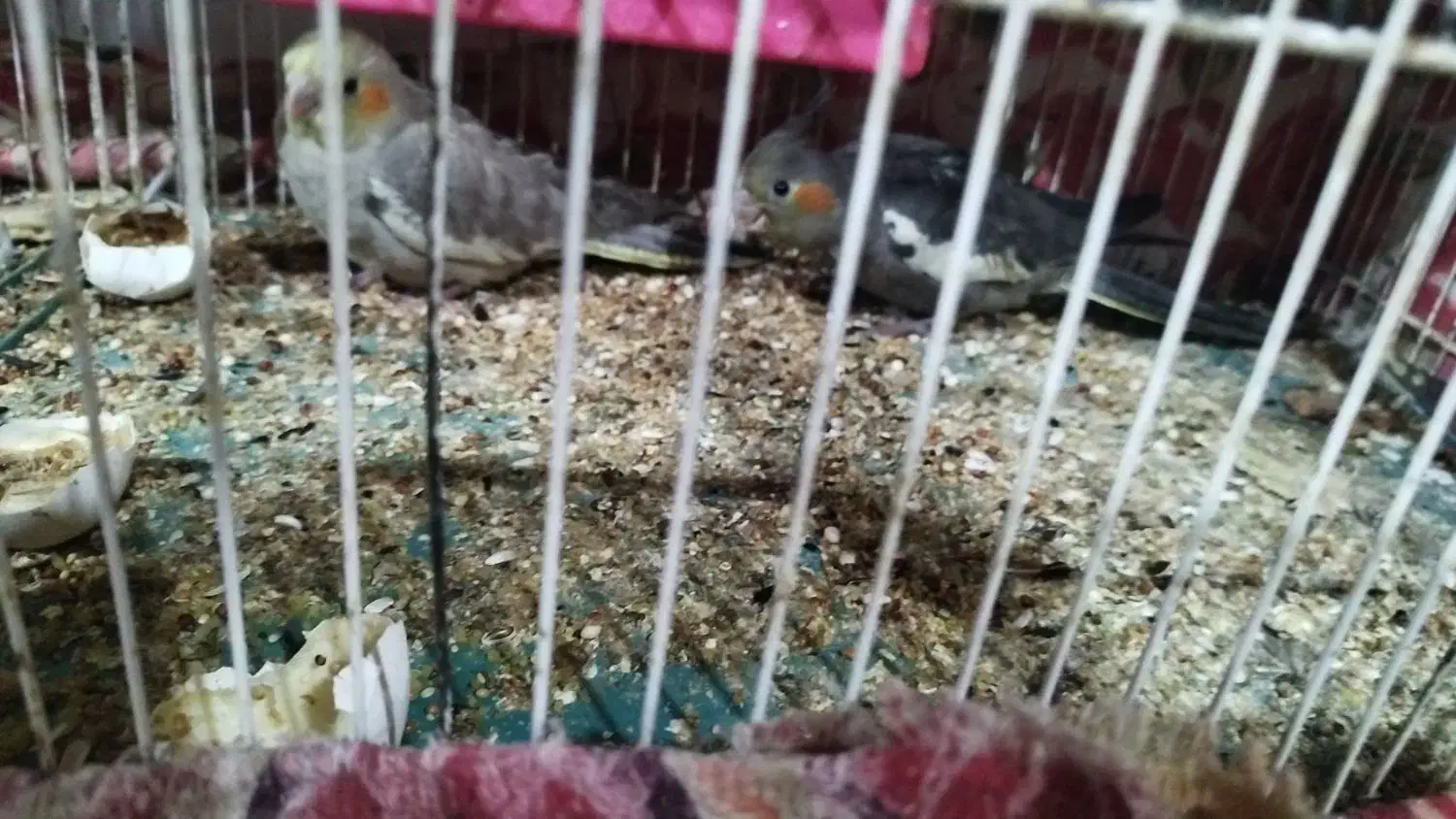 عروس هلندی|پرنده|خرمشهر, |دیوار