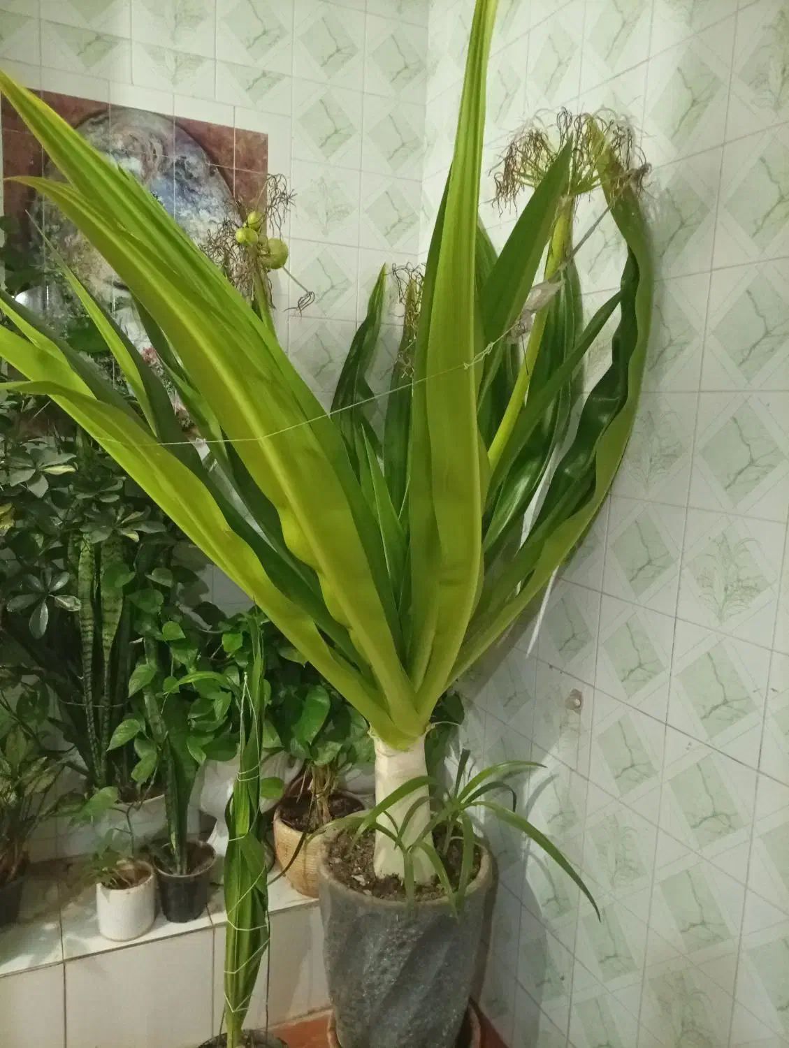 گل ذرتی|گل و گیاه طبیعی|شیراز, تل حسینآباد|دیوار