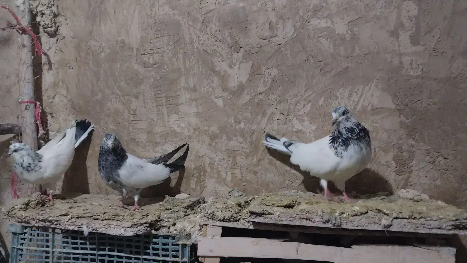 کفتر کله دمسبز|پرنده|نورآباد, |دیوار