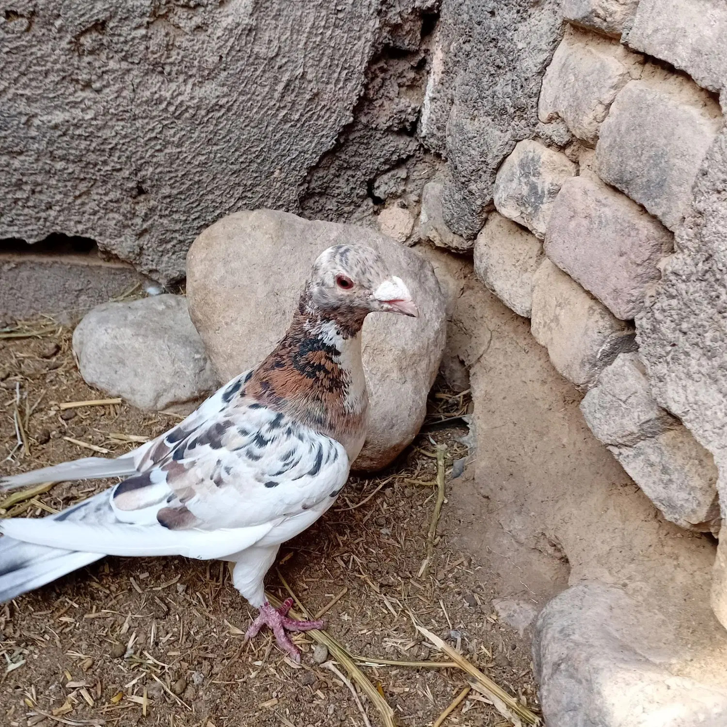 کفتر|پرنده|جغتای, |دیوار