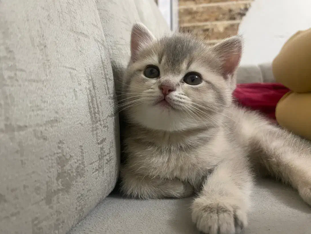 گربه|گربه|تبریز, |دیوار